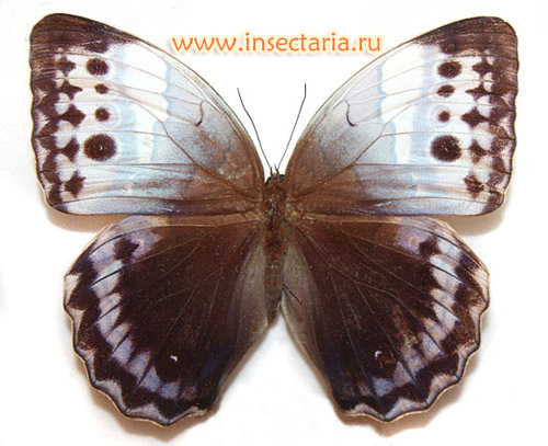 Стихофтальма камадэва (Stichophthalma camadeva) - крупная бабочка из Индии, о которой мало достоверных сведений.